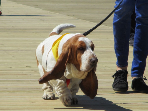 Image: Ocean City Dog Day and Howl-O-Ween Parade